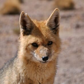 https://pixabay.com/da/photos/r%C3%A6v-dyr-%C3%B8rken-bolivia-fox-3777105/
